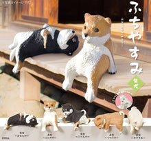 Shiba Inu (dogs) Resting On The Edge Blind Box